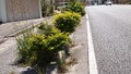 サムネール